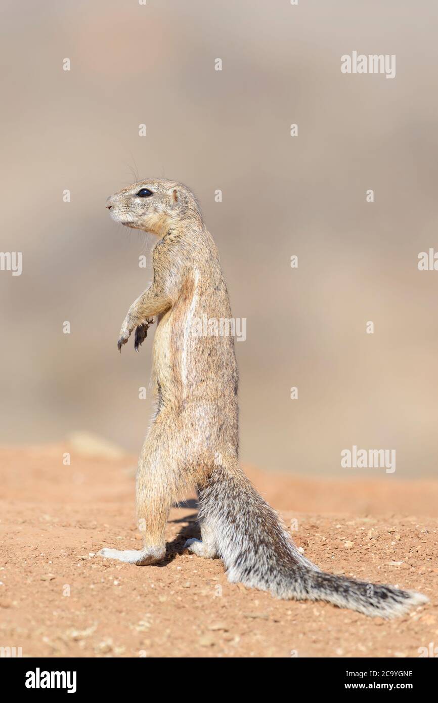 Ground Squirrel (Xerus inaurus), Standing on Look Out alert, Mountain Zebra National Park, Südafrika, Stockfoto