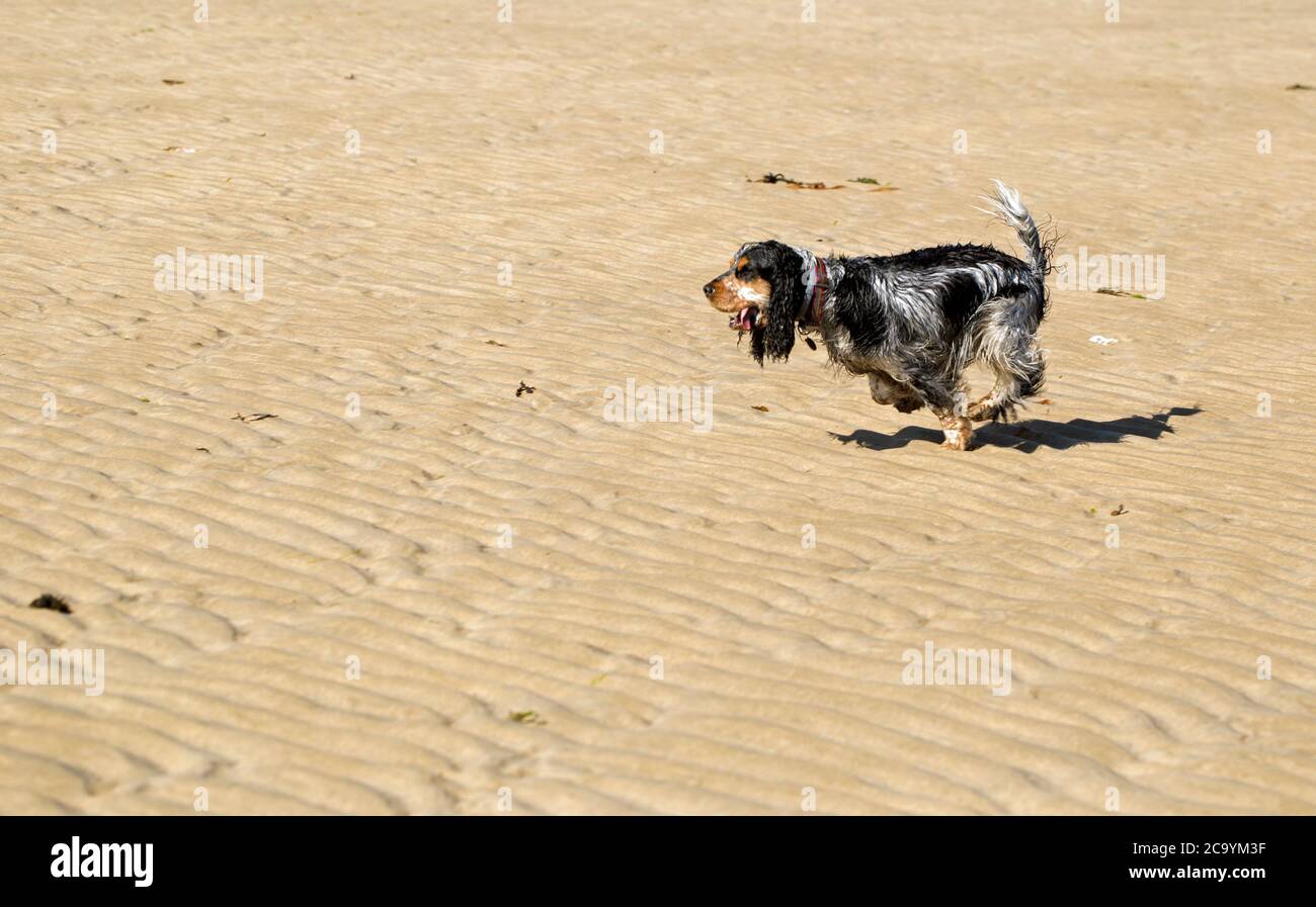 Mein wunderschönes blaues Roan und meine Bräune zeigen Cocker Spaniel beim Laufen An einem goldenen Sandstrand Stockfoto