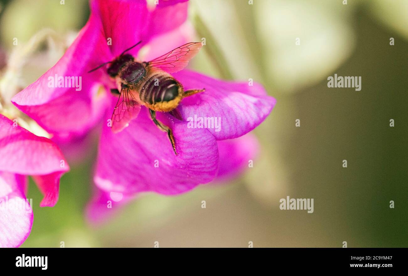 Makroaufnahme einer Biene, die eine rosa Blume besucht Stockfoto