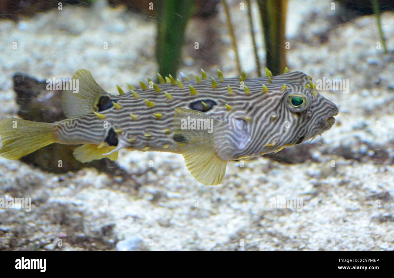 Fantastische gestreifte Burrfish schwimmen am Meeresboden entlang. Stockfoto