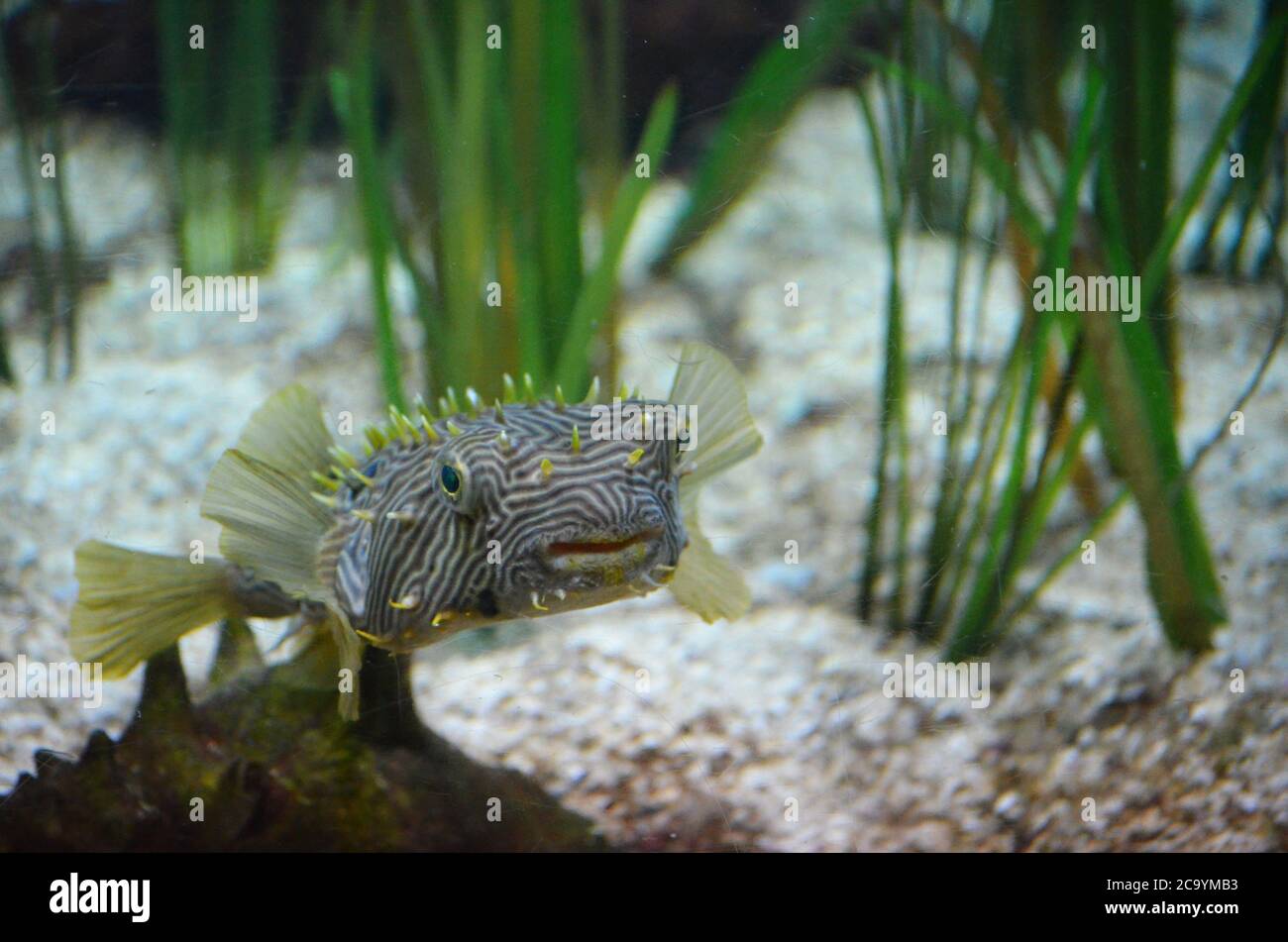 Gestreifte Burrfish, die am Meeresboden in der Nähe von Aalgras schwimmen. Stockfoto