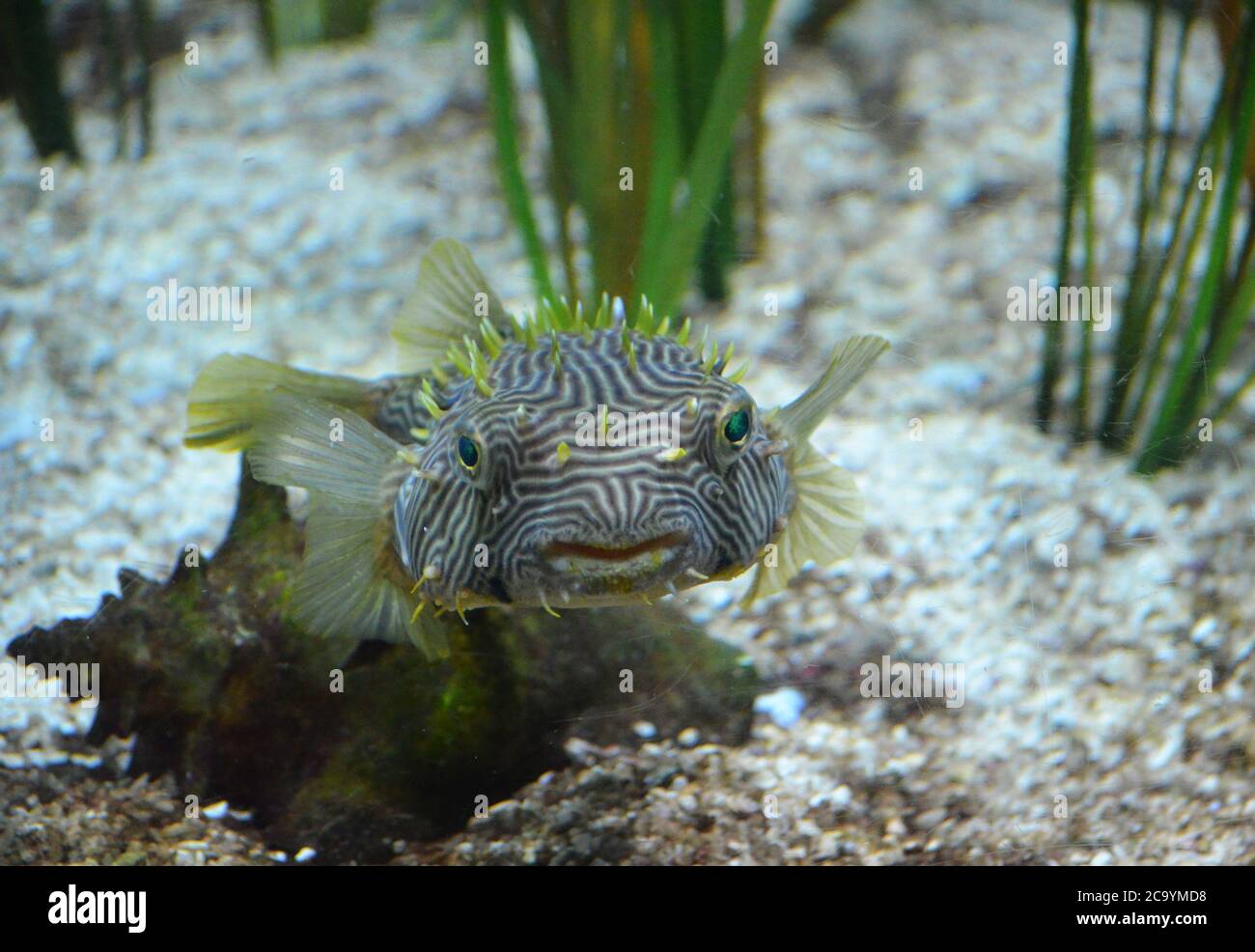 Stacheliger Buchsfisch mit auffallenden grünen Augen, die unter Wasser schwimmen. Stockfoto