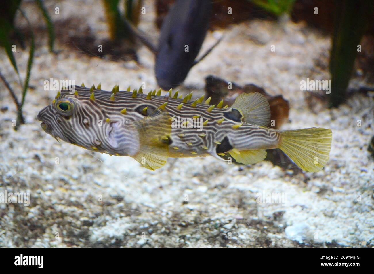 Fantastisches Seitenprofil eines gestreiften Burrfish unter Wasser. Stockfoto