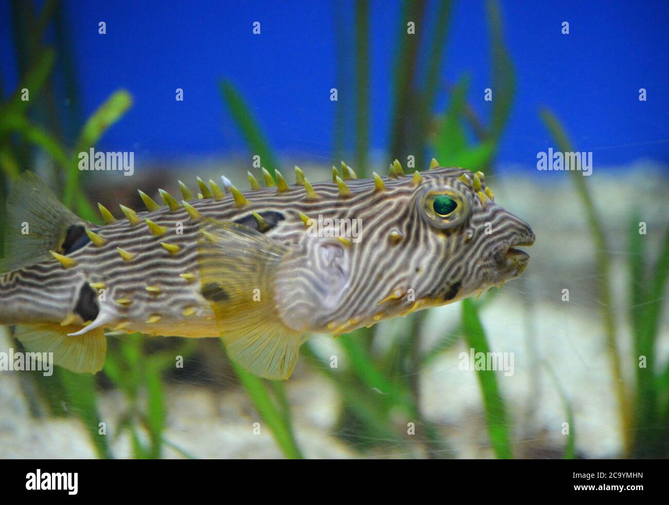 Gestreifte Burrfish versteckt Aalgras. Stockfoto