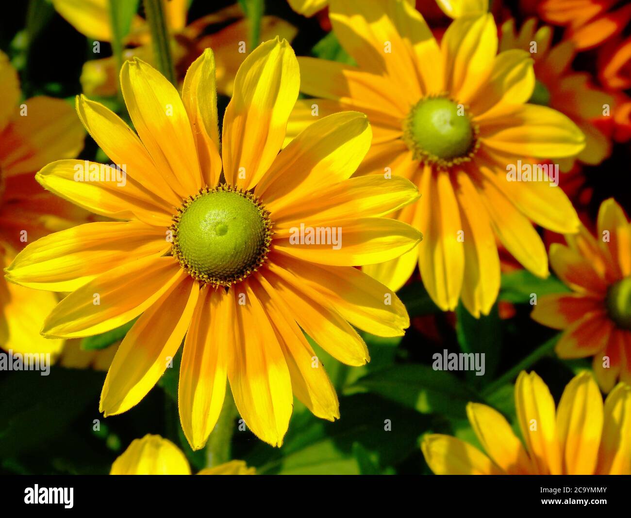 Gelb und orange Gänseblümchen Makro. Weicher grüner Hintergrund. Sommergartenblumen. Selektiver Fokus. Schönheit in der Natur. Grünes Laub. Zerbrechliche gelbe Blütenblätter Stockfoto