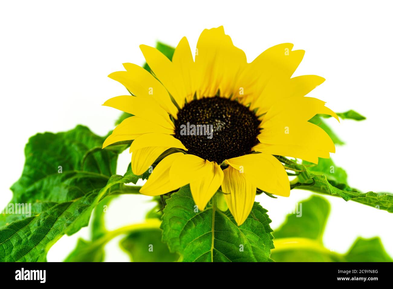 Nahaufnahme von Sonnenblumenblättern mit geringer Schärfentiefe vor weißem Hintergrund Stockfoto