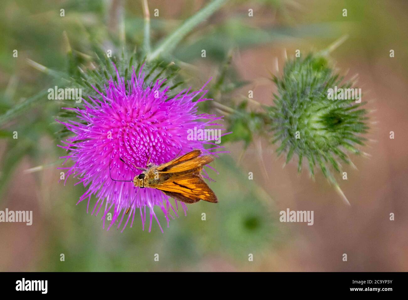 Großer Skipper Schmetterling auf einer Distel Stockfoto