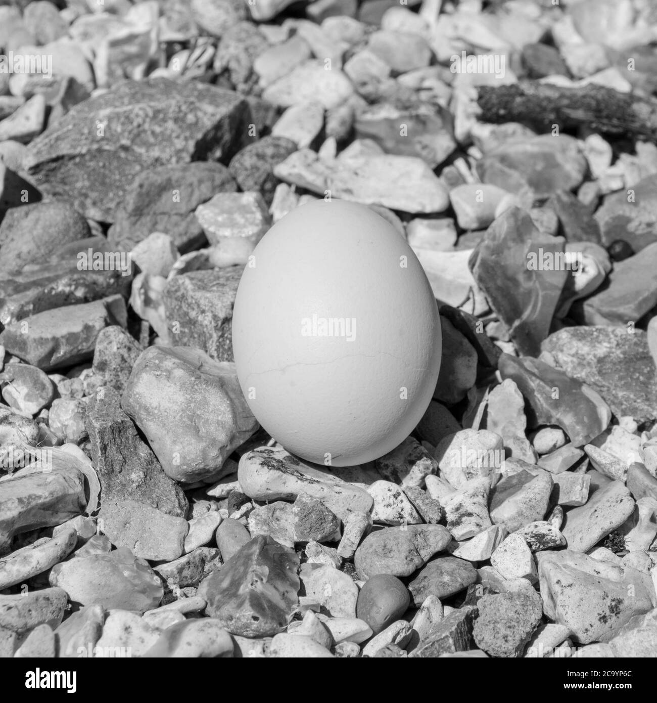 Schwarz-Weiß-Porträt eines Eies Stockfoto