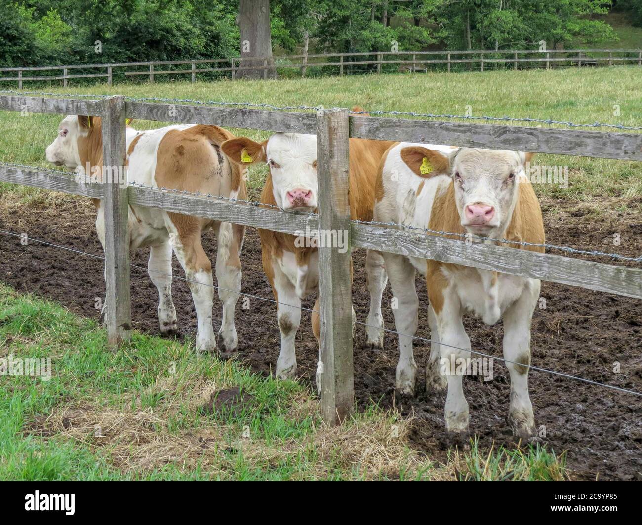 Drei Kälber stehen am Zaun Stockfoto