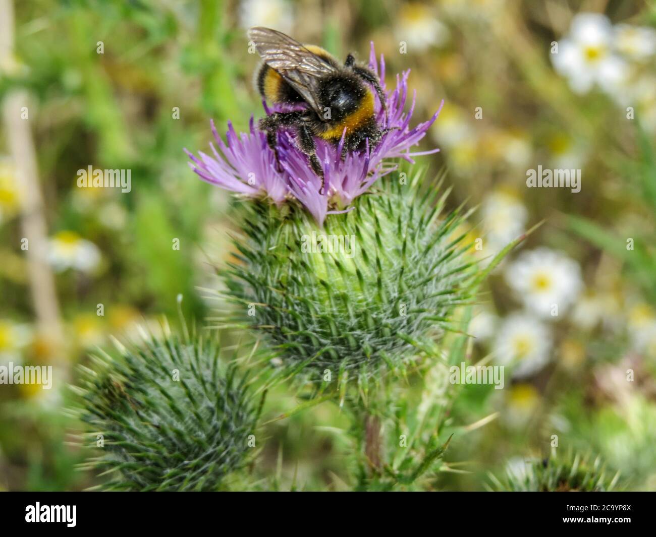Beschäftigte Biene, die Nektar von einer Distel sammelt Stockfoto