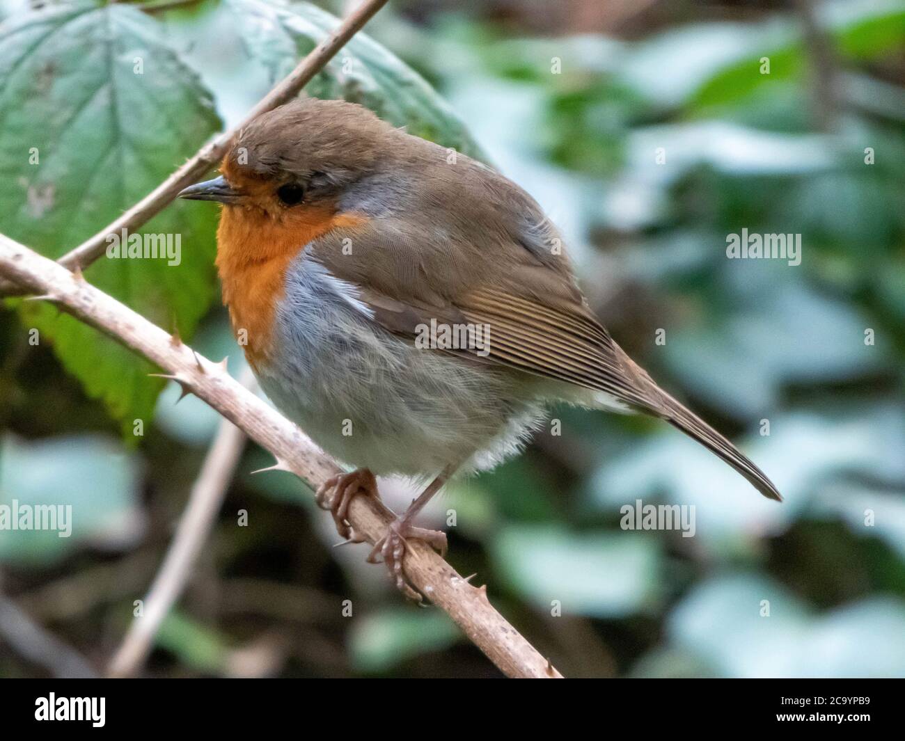 Ein Rotkehlchen sitzt in einem Baum Stockfoto