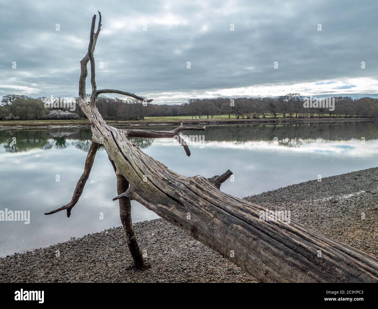 Tanzender baum Fotos und Bildmaterial in hoher Auflösung Alamy