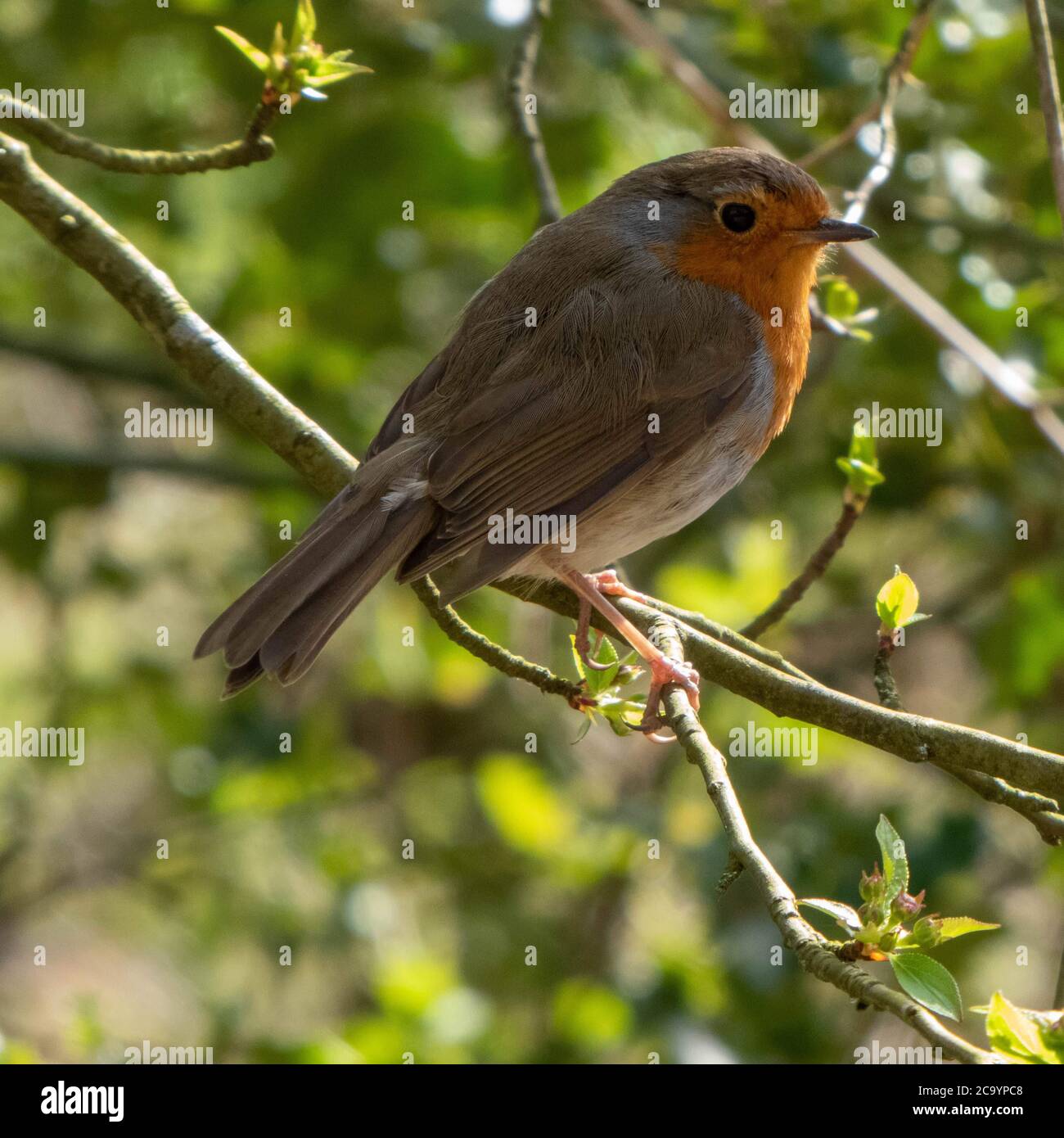 Ein Rotkehlchen sitzt in einem Baum Stockfoto