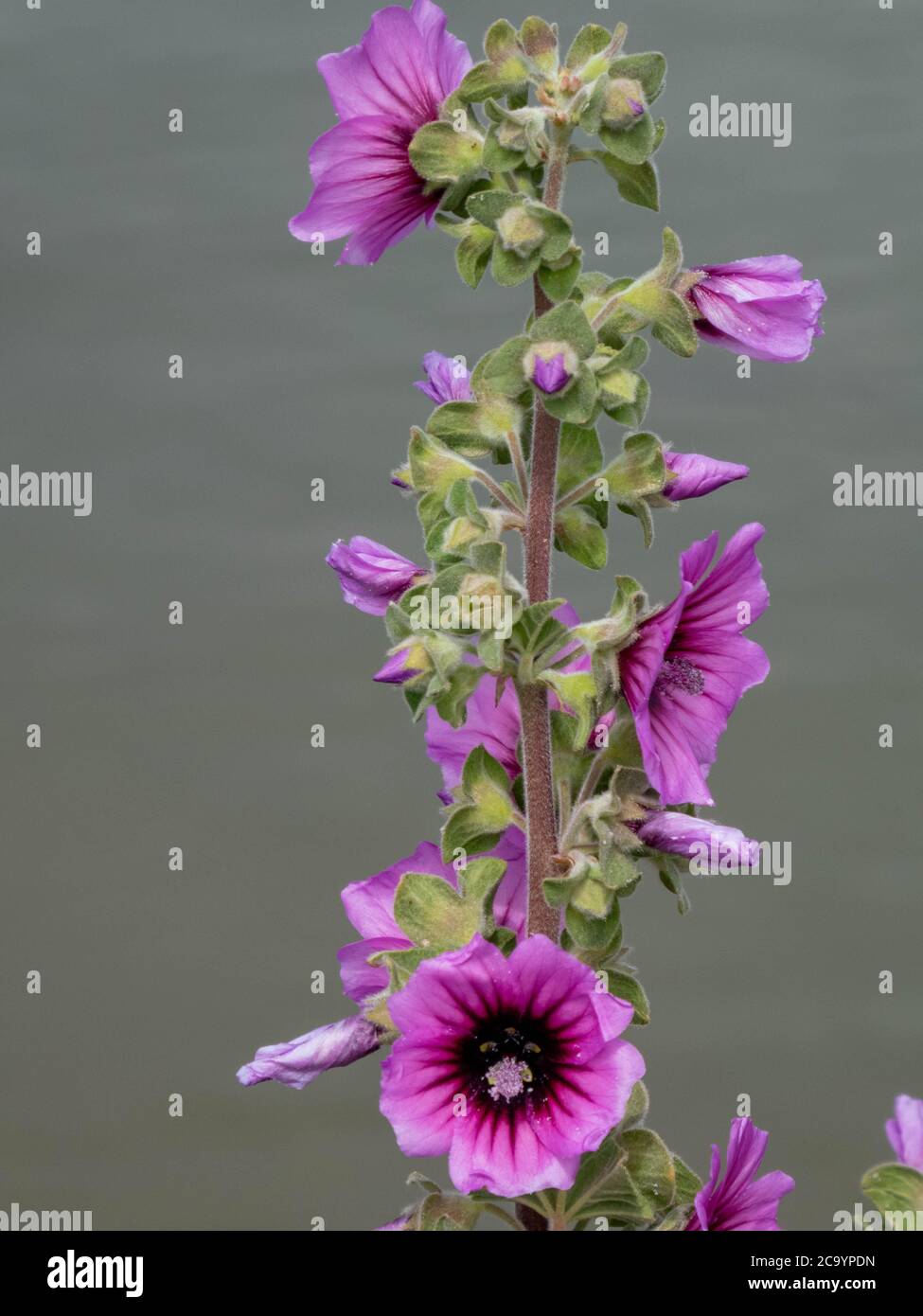 Baummallow an der Küste Stockfoto
