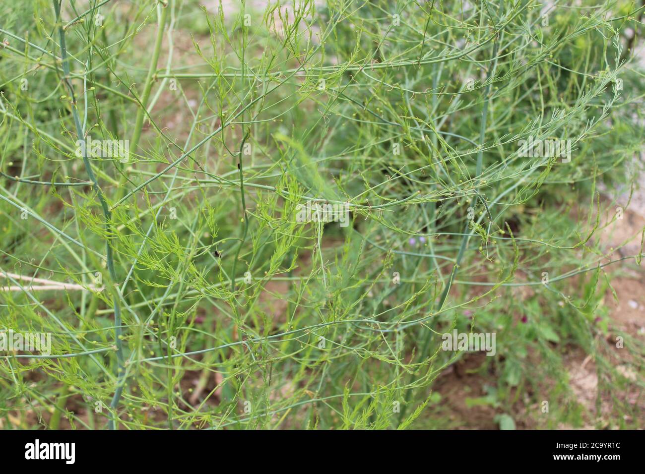 Das Bild zeigt Spargelpflanzen im Garten Stockfoto