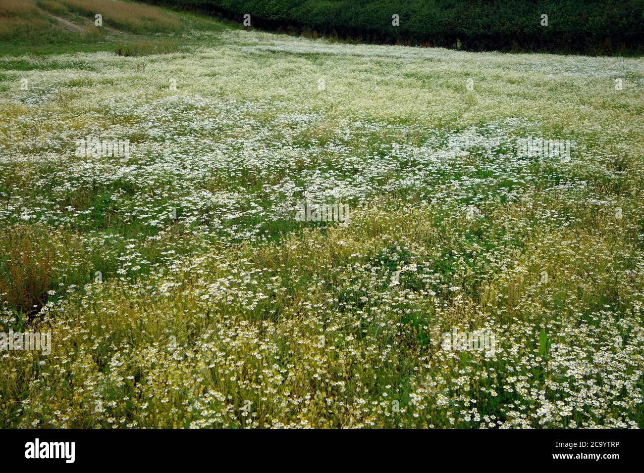 Kamillenpflanzen ( Chamaemelum nobile ) in Blume in einem Feld im Juli, Großbritannien Stockfoto