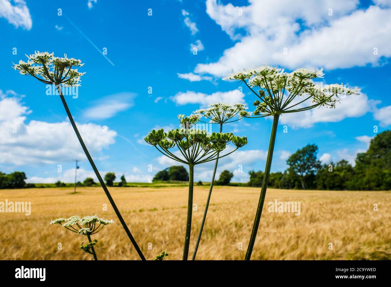 Landschaft der Cotswolds in schönen Sommer Sonnenschein Großbritannien Stockfoto