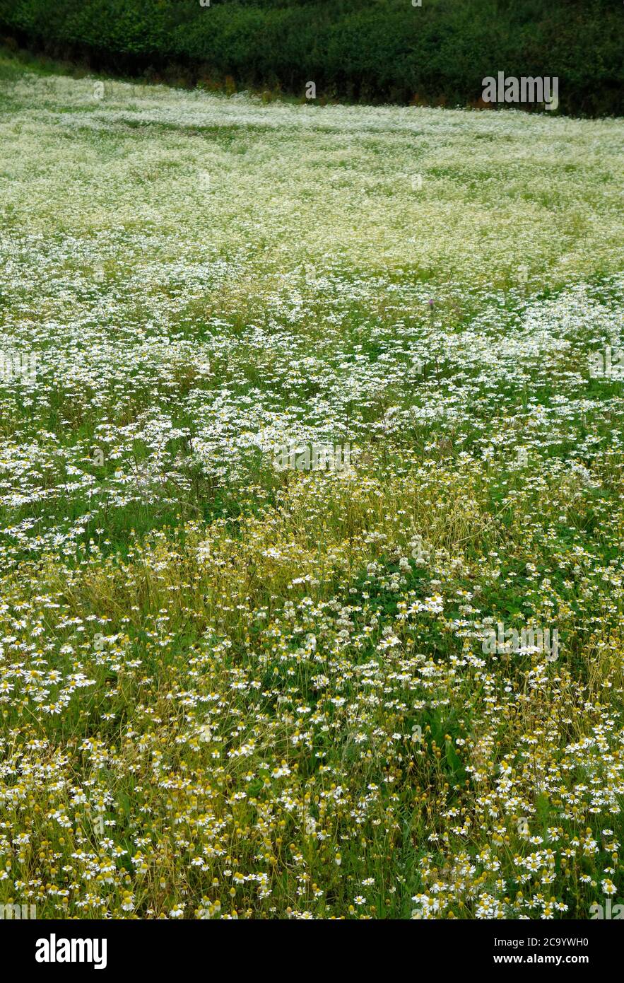 Kamillenpflanzen ( Chamaemelum nobile ) in Blume in einem Feld im Juli, Großbritannien Stockfoto