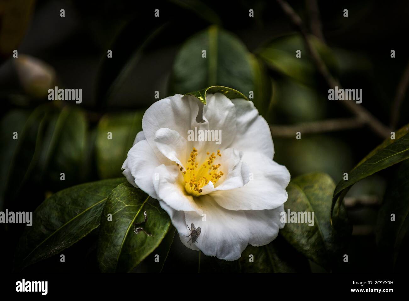 Camellia japonica weiß. Stockfoto