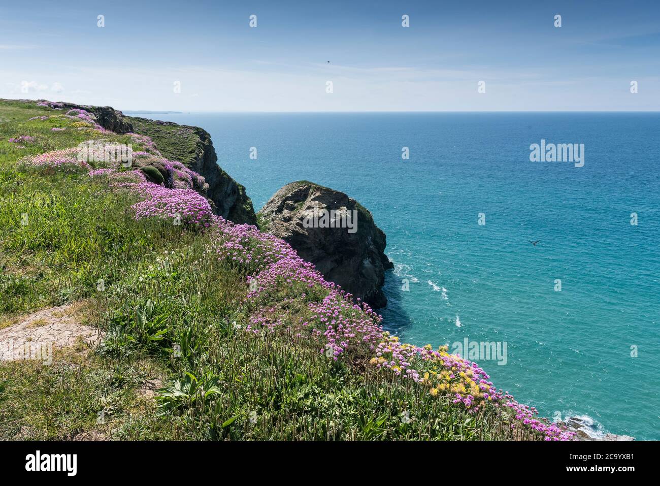 Meeresgedieh Armeria maritima wächst auf dem Küstenweg bei Bedruthan Steps in Carnewas in Cornwall. Stockfoto