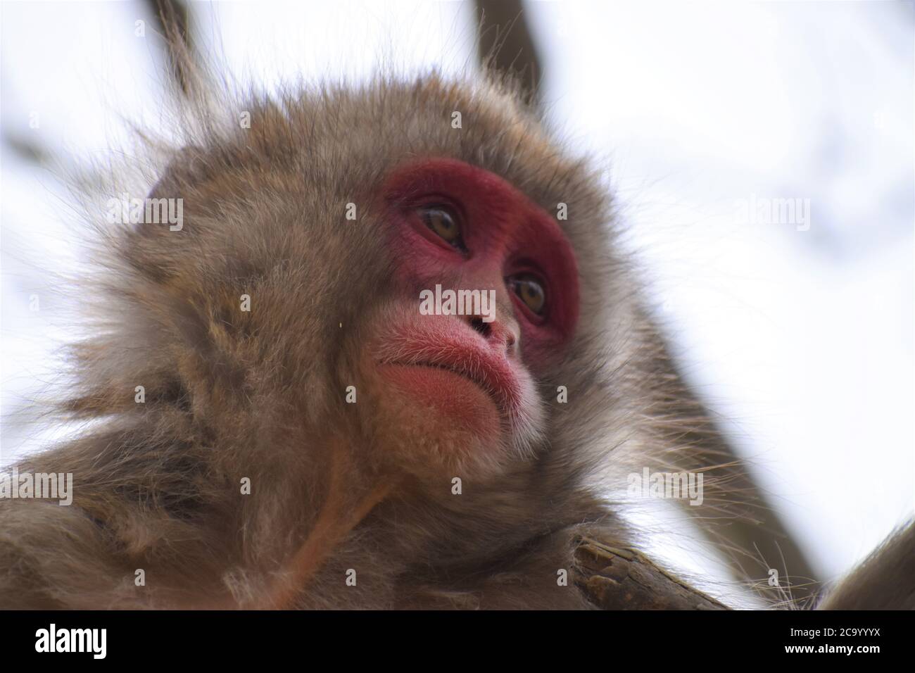 Liebenswert Nahaufnahme des Gesichts eines Kleinkindes japanischen Schneemaffe mit breiten Augen und rosa roten Gesicht Stockfoto