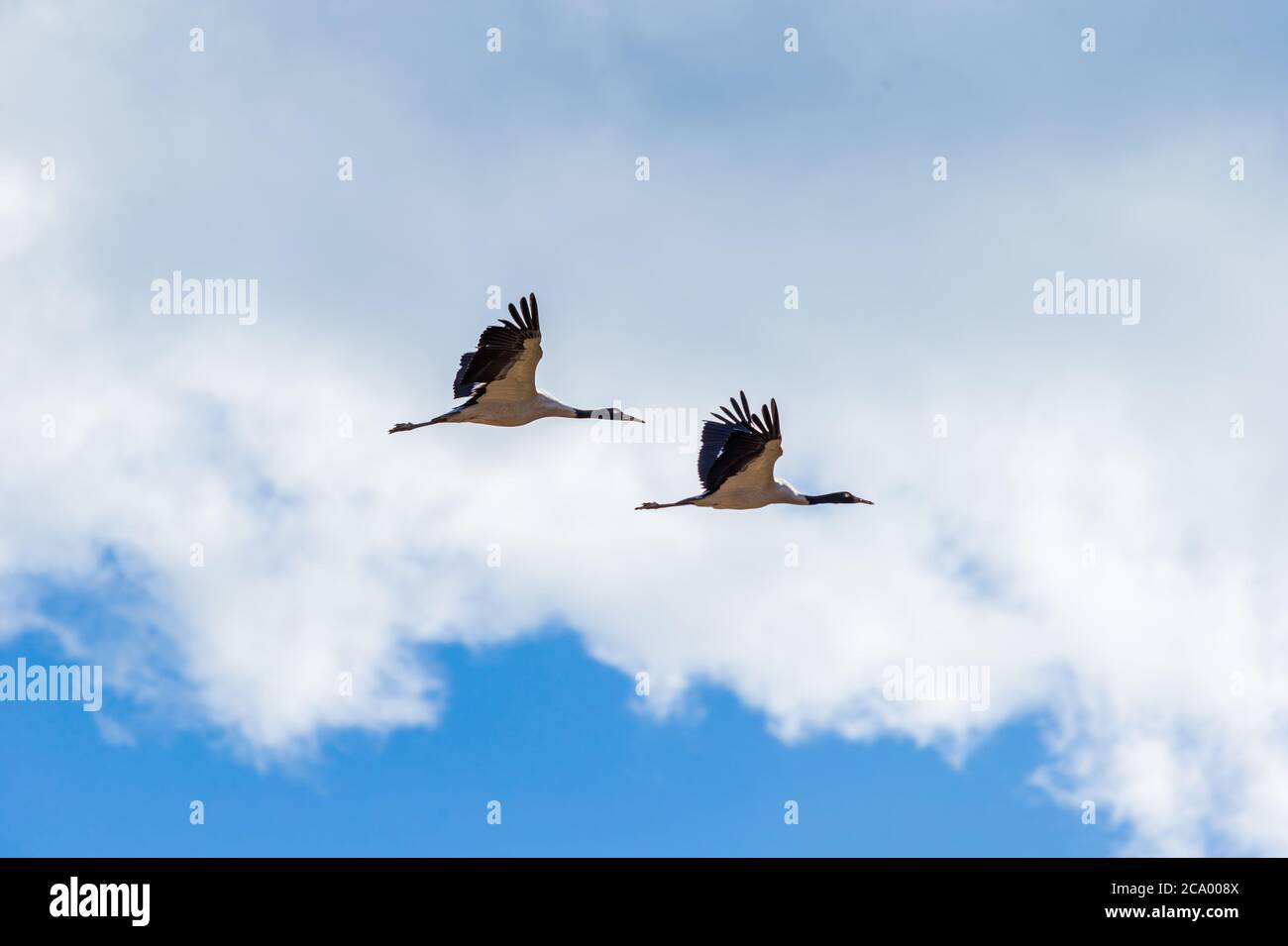 Schwarz-Hals Kranpaar fliegen über Phobjikha Tal, Bhutan Stockfoto