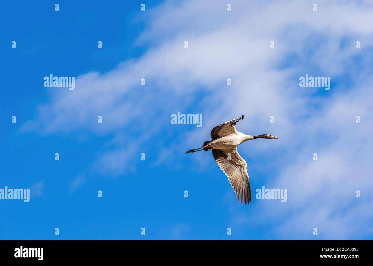 Schwarzhalskran fliegen über Phobjikha Tal, Bhutan Stockfoto