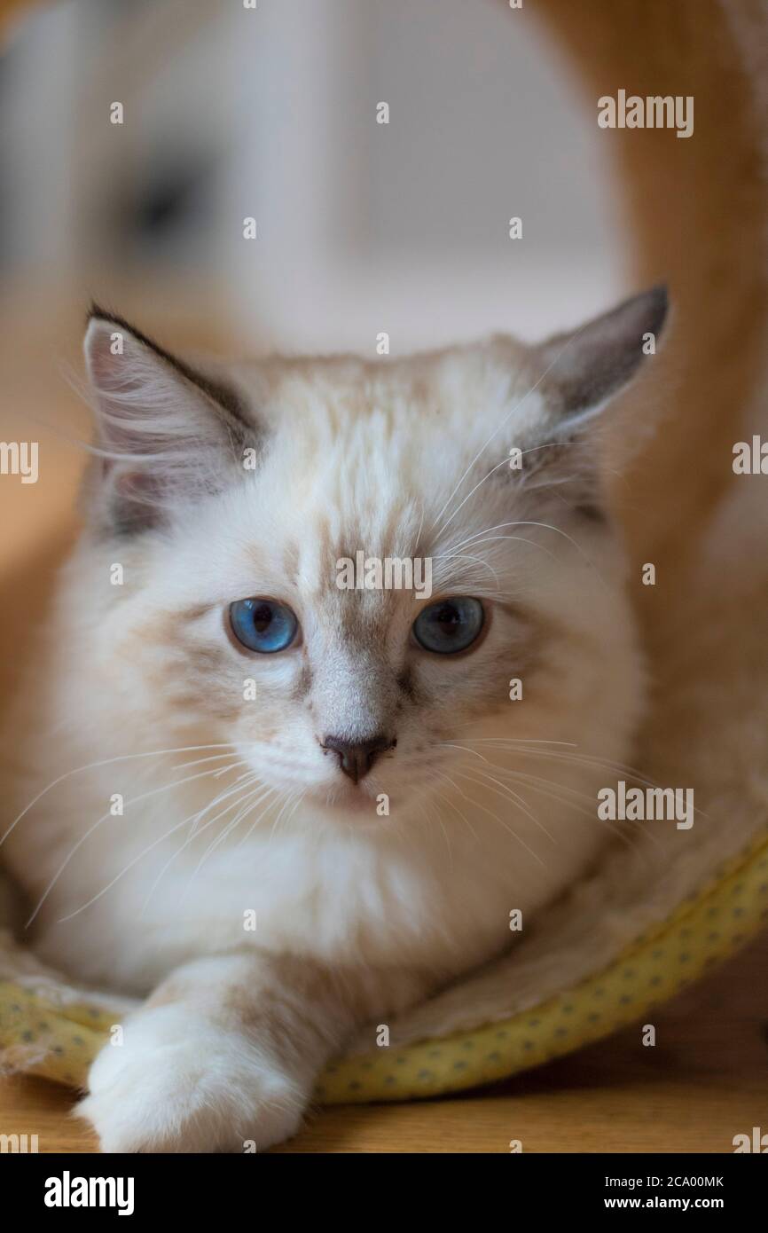 Blue Eyed Cat (Ragdoll) starrt in die Kamera Stockfoto
