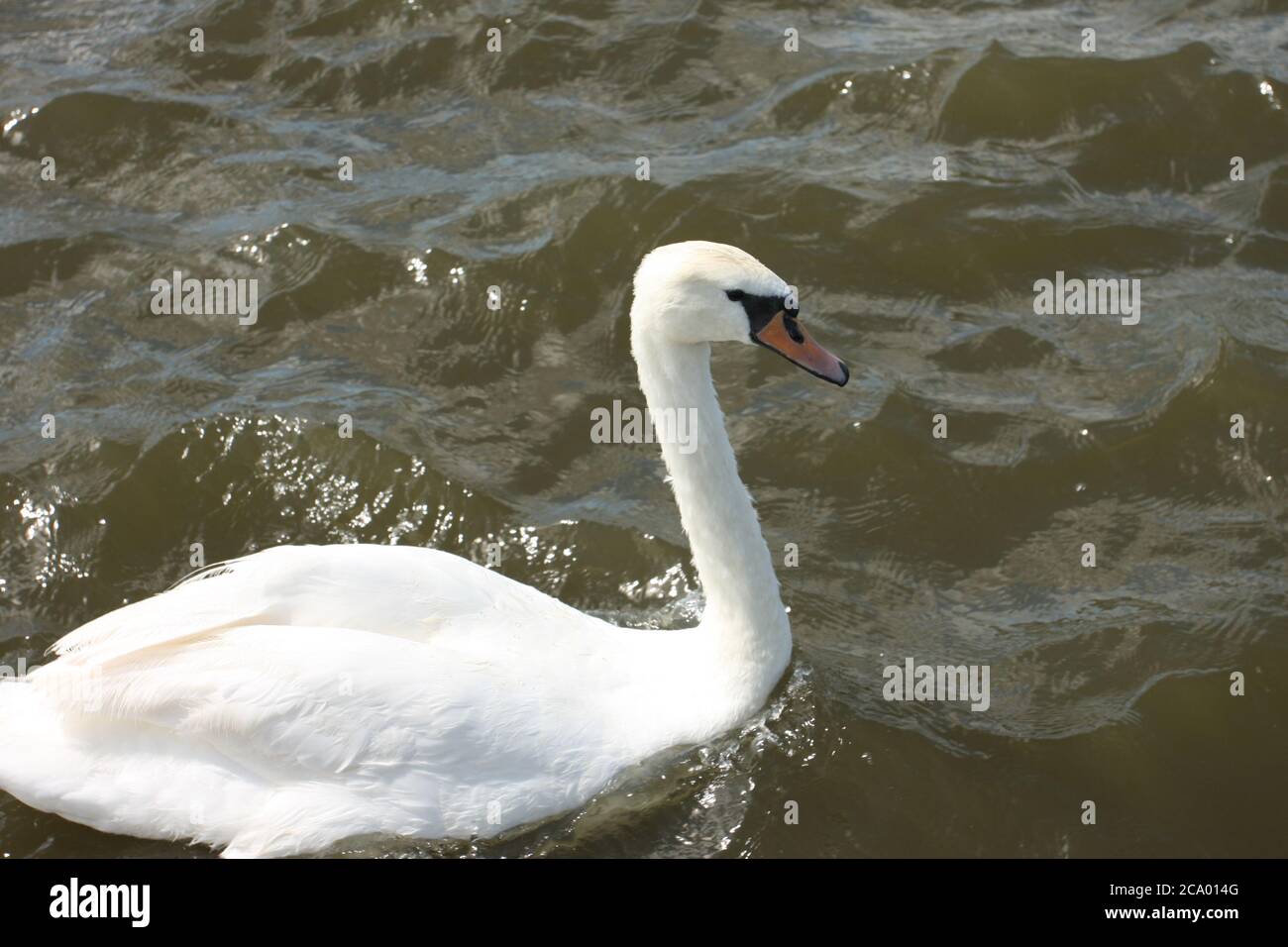 Weißer Schwan, Cynus olor, schwimmend im Fluss, England Stockfoto