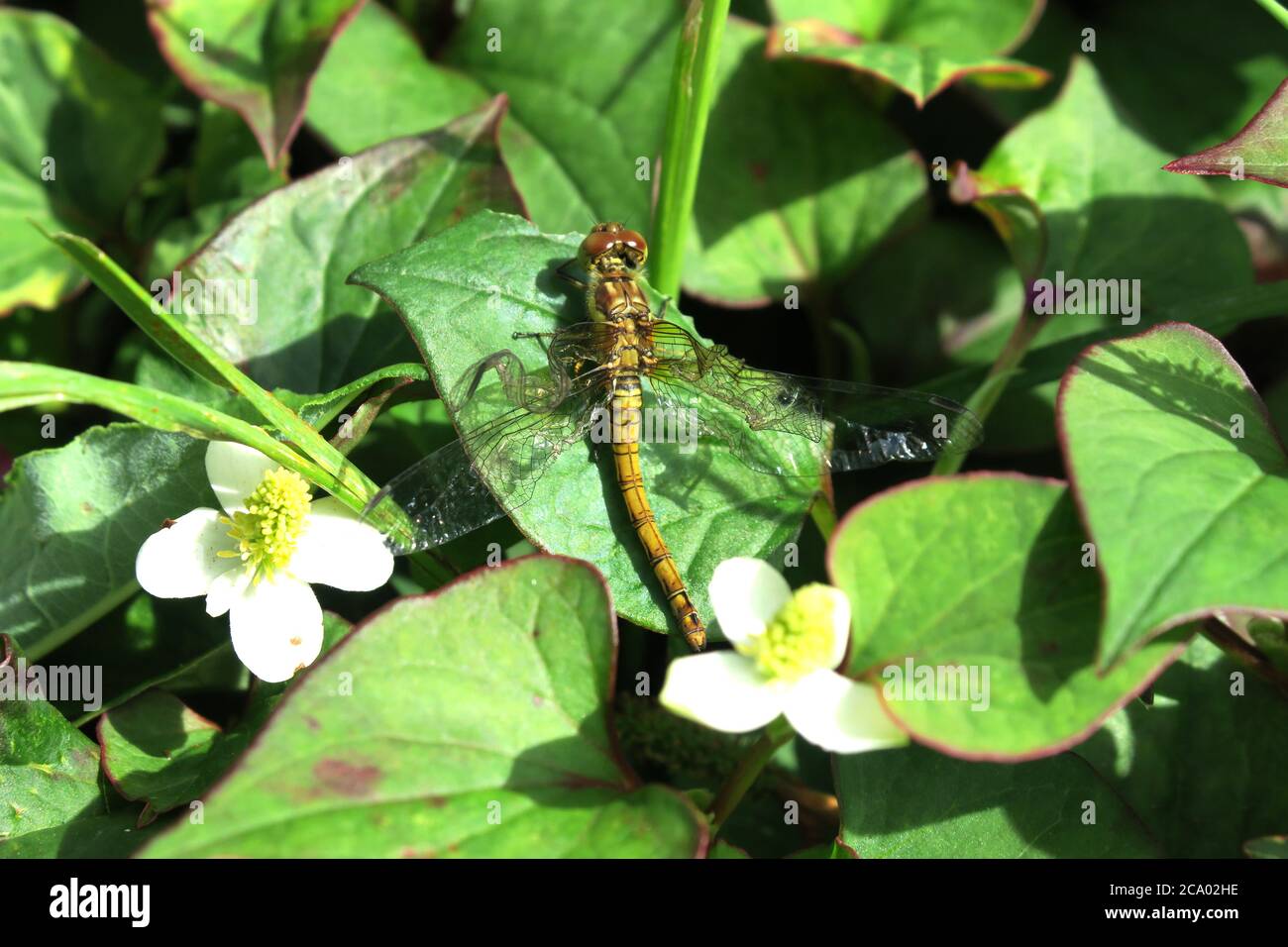 Hawker Libelle auftauchende und entrollende Flügel Stockfoto