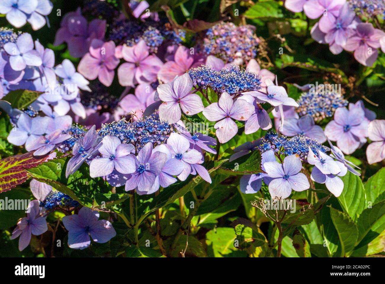 Lacecap Hortensien Blumen. Stockfoto