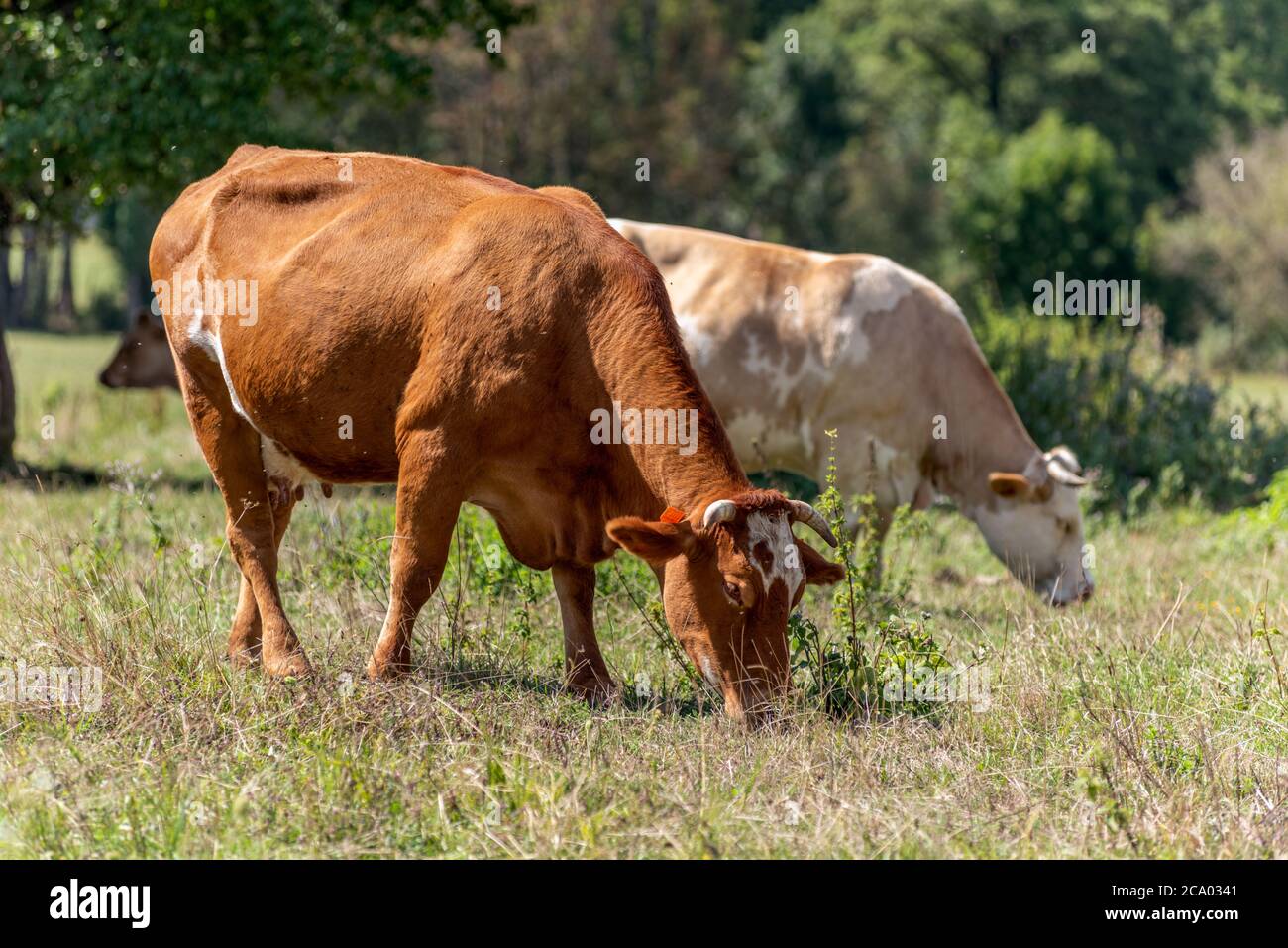 Braune weiße Kühe auf einem Ackerland in Frankreich Stockfoto