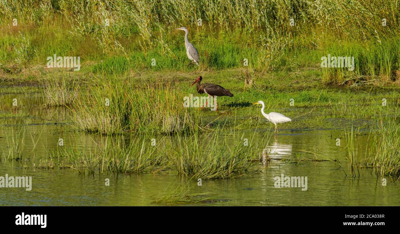 Schwarzstörche und Großreiher ernähren sich bei Sonnenuntergang am Ufer des Flusses Desna, Ukraine Stockfoto