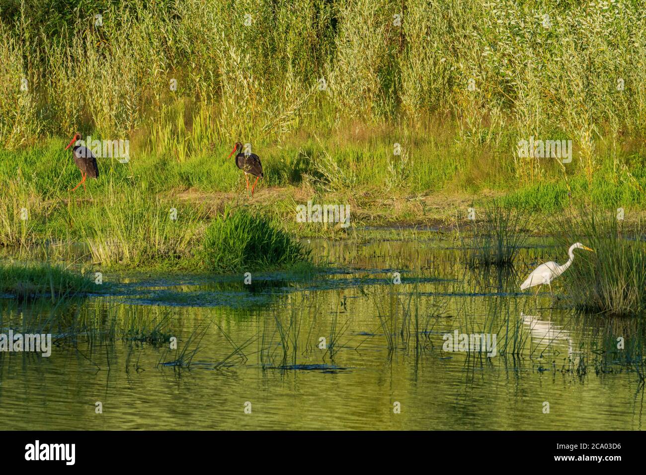 Schwarzstörche und Großreiher ernähren sich bei Sonnenuntergang am Ufer des Flusses Desna, Ukraine Stockfoto