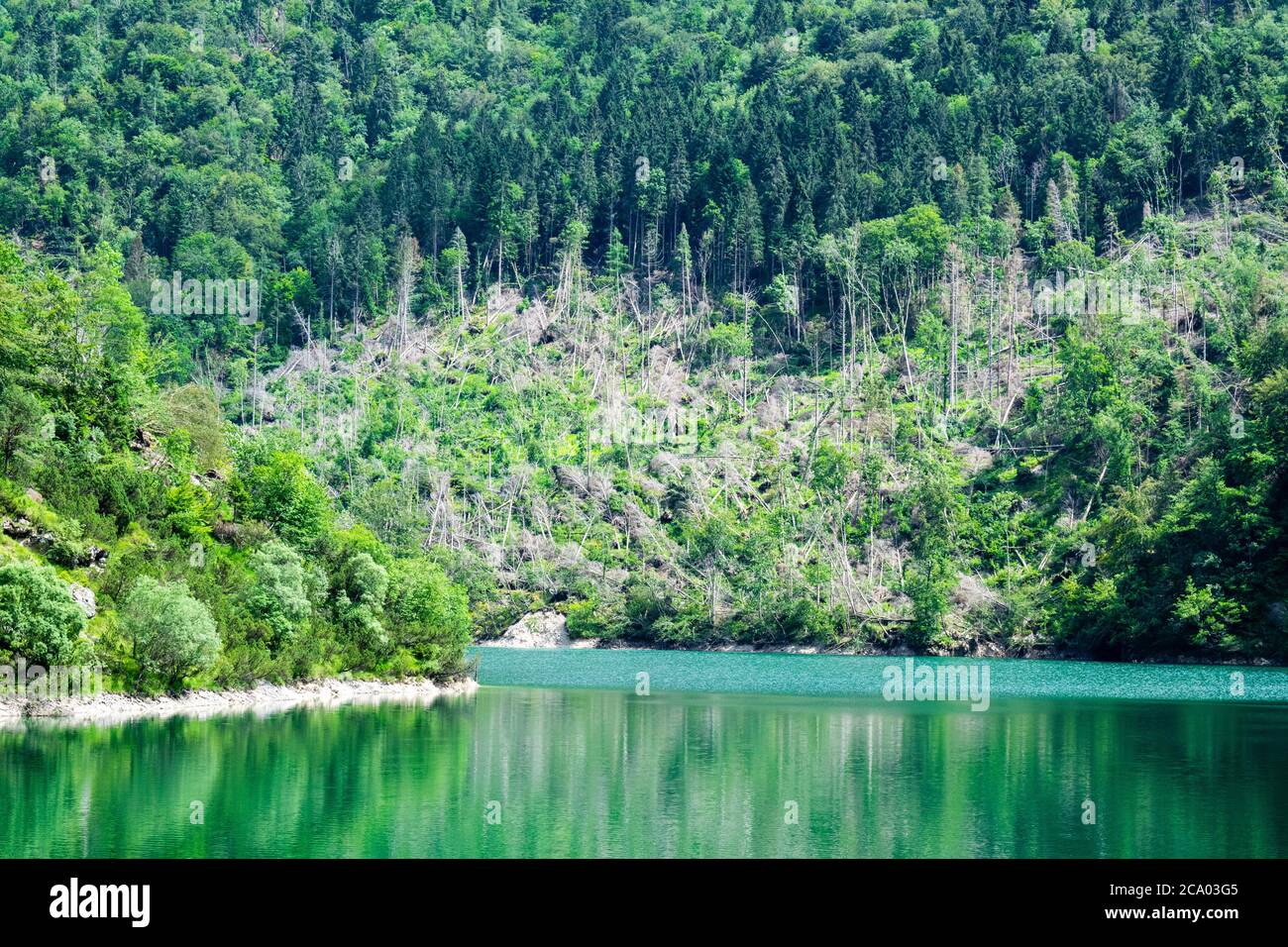 Blick auf die Tannenwälder, die von der Wut des Sturms am Ufer des Sees niedergeschlagen wurden. Schäden durch den VAIA-Sturm in Belluno, Venetien, Italien Stockfoto
