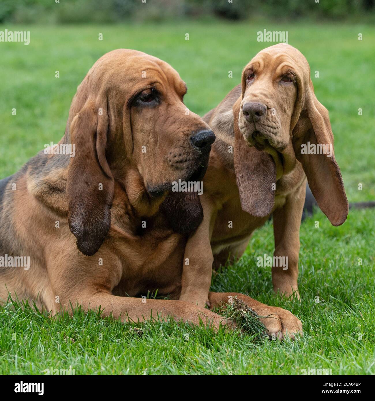 Bloodhound und Welpen Stockfoto