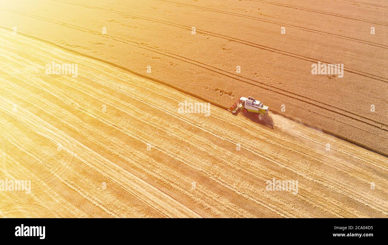 Luftdrohne Ansicht von Mähdrescher sammelt Ernte Getreide in einem Weizenfeld im Sommer sonnigen Tag. Landwirtschaftliche Maschinen arbeiten auf dem Ackerland Stockfoto