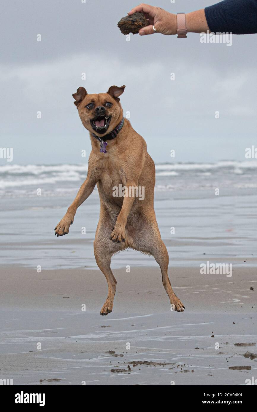 Hund springt vor Freude Stockfoto