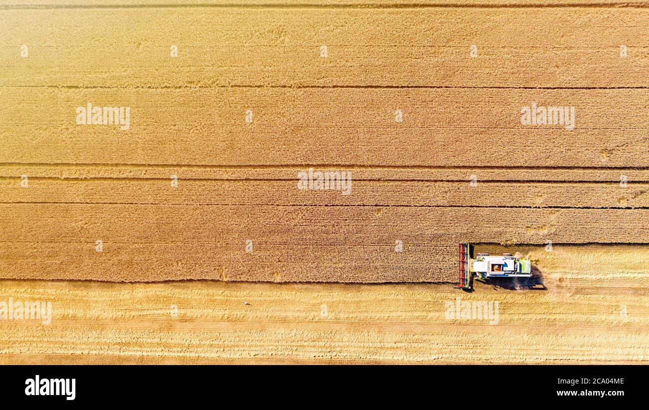 Mähdrescher sammelt Getreide auf einem Weizenfeld, Draufsicht. Erntezeit. Luftdrohnenansicht. Stockfoto