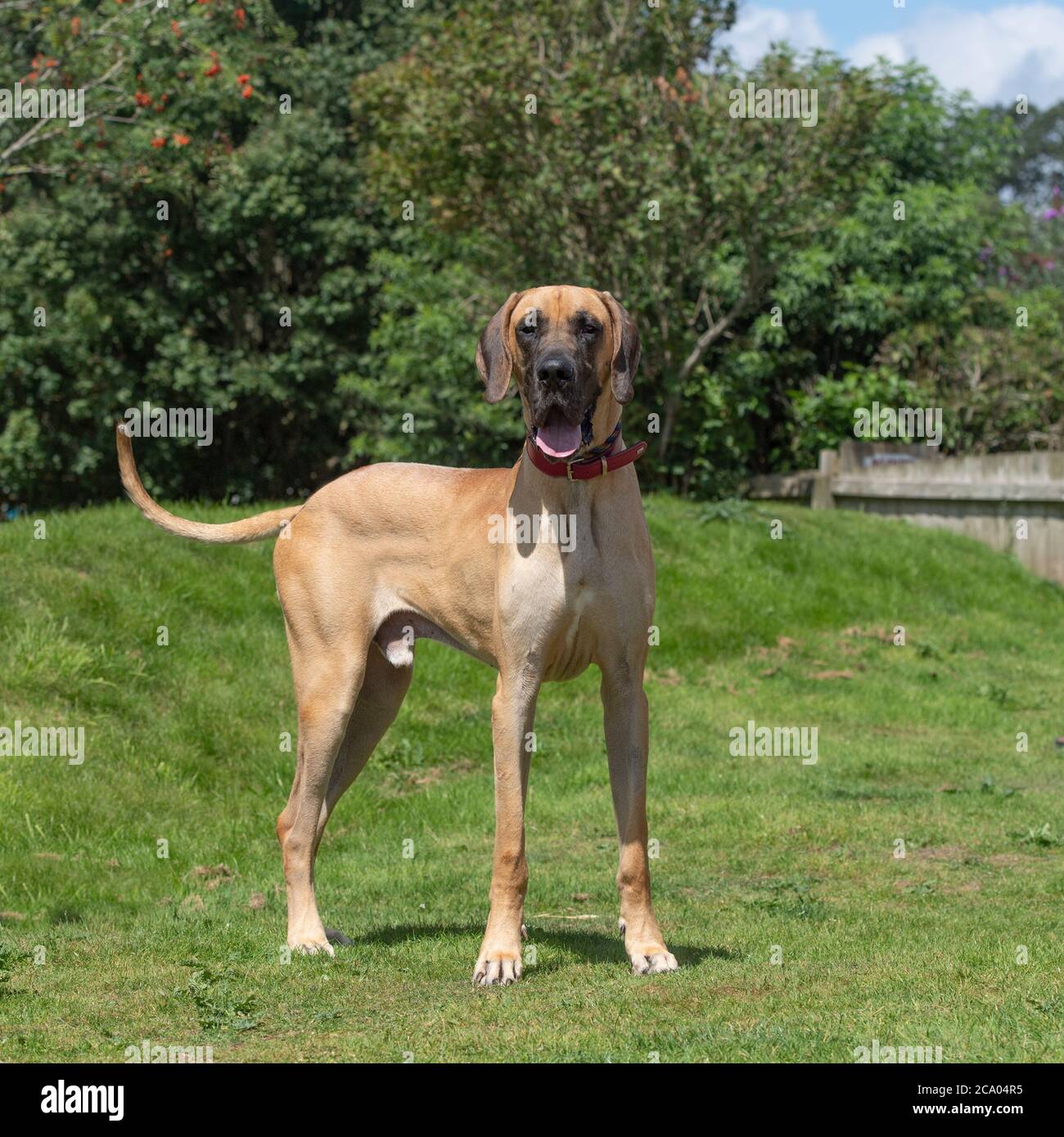 Deutsche Dogge Stockfoto