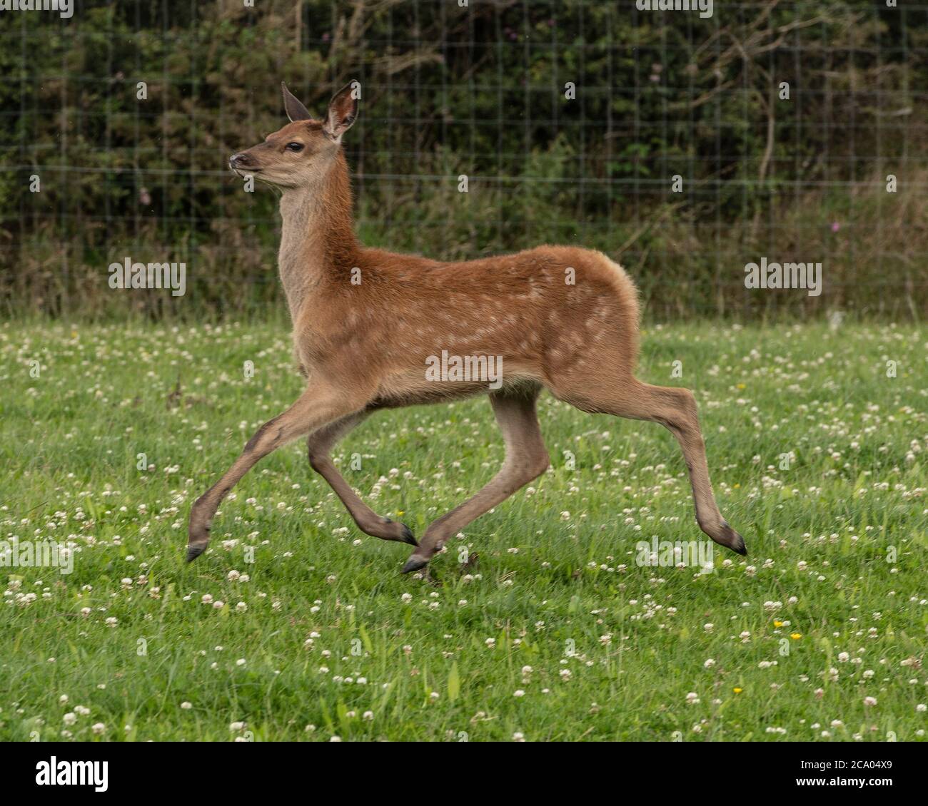 Rothirsch Kalb Stockfoto