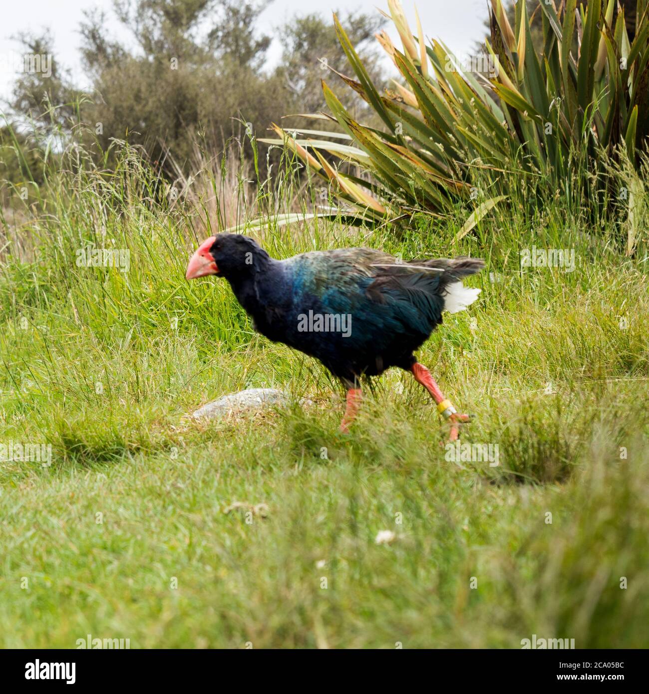 takahe und weka neuseeländische Vögel erkunden den Campingplatz entlang des Heaphy Great Walk Trail Stockfoto