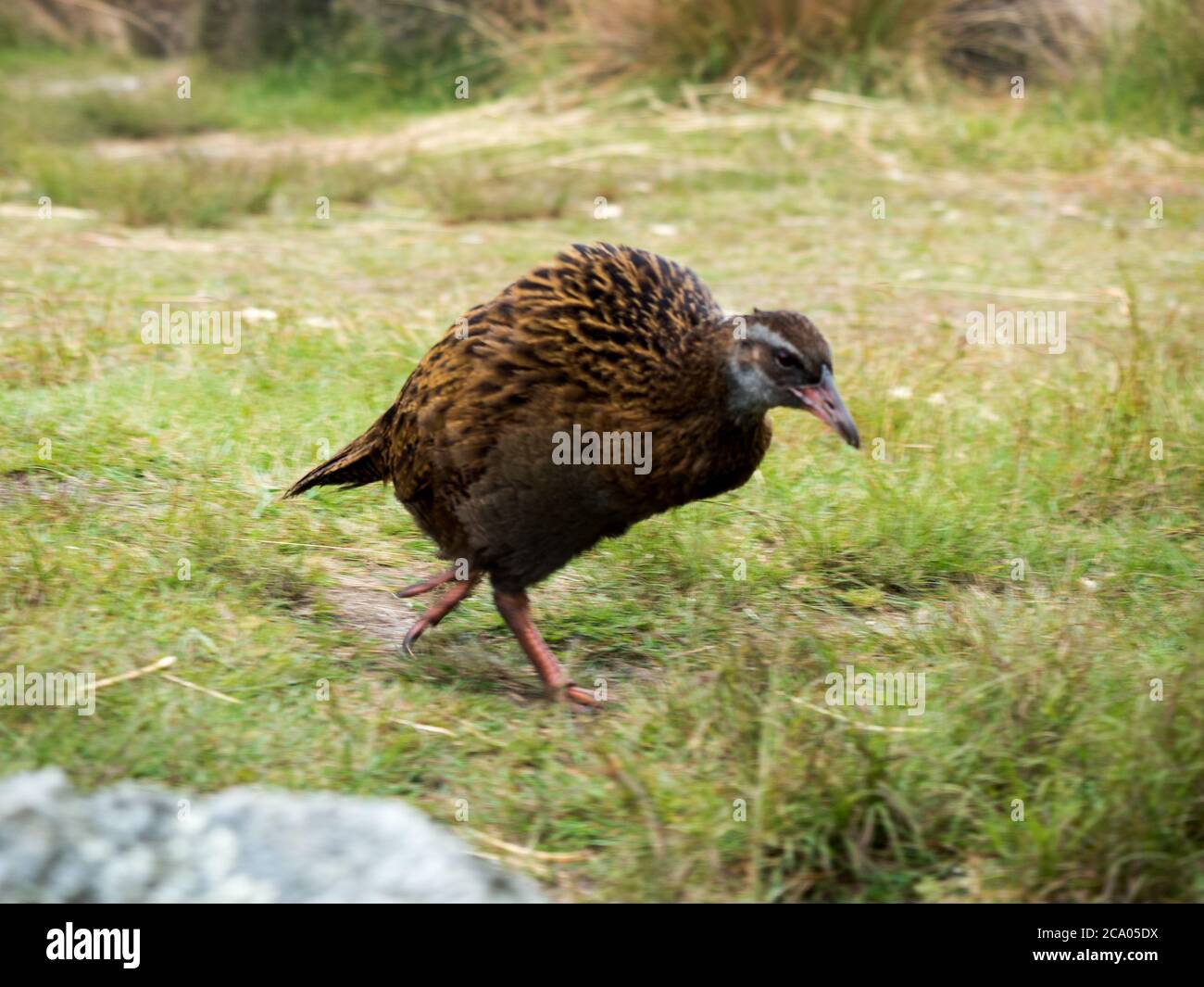 takahe und weka neuseeländische Vögel erkunden den Campingplatz entlang des Heaphy Great Walk Trail Stockfoto