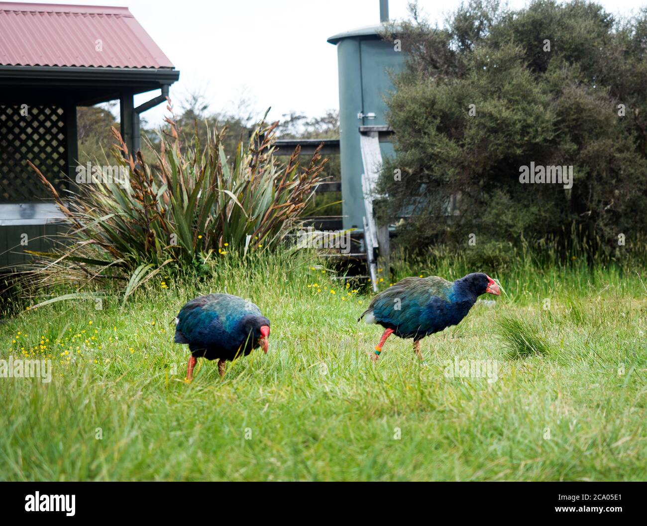 takahe und weka neuseeländische Vögel erkunden den Campingplatz entlang des Heaphy Great Walk Trail Stockfoto