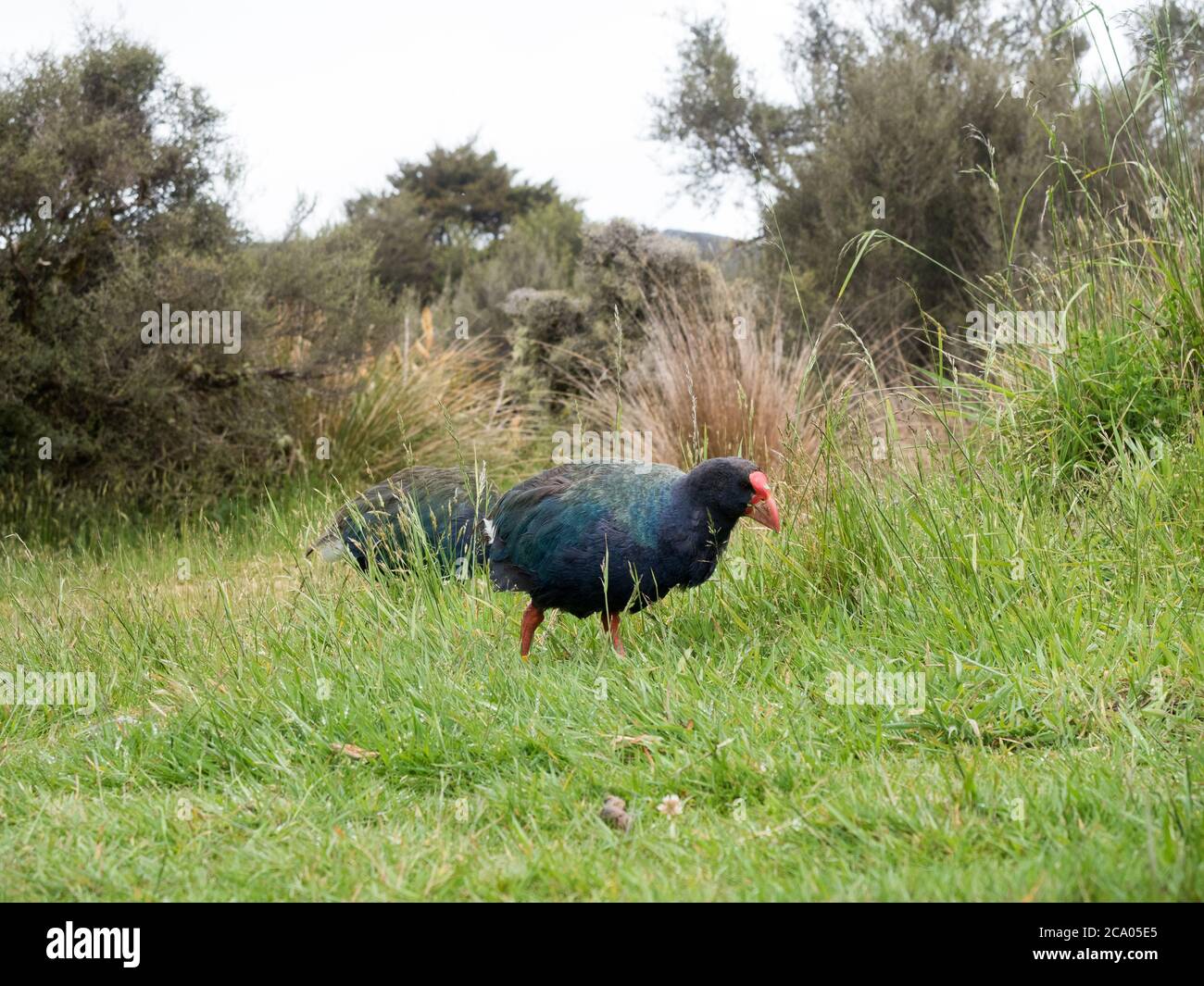 takahe und weka neuseeländische Vögel erkunden den Campingplatz entlang des Heaphy Great Walk Trail Stockfoto