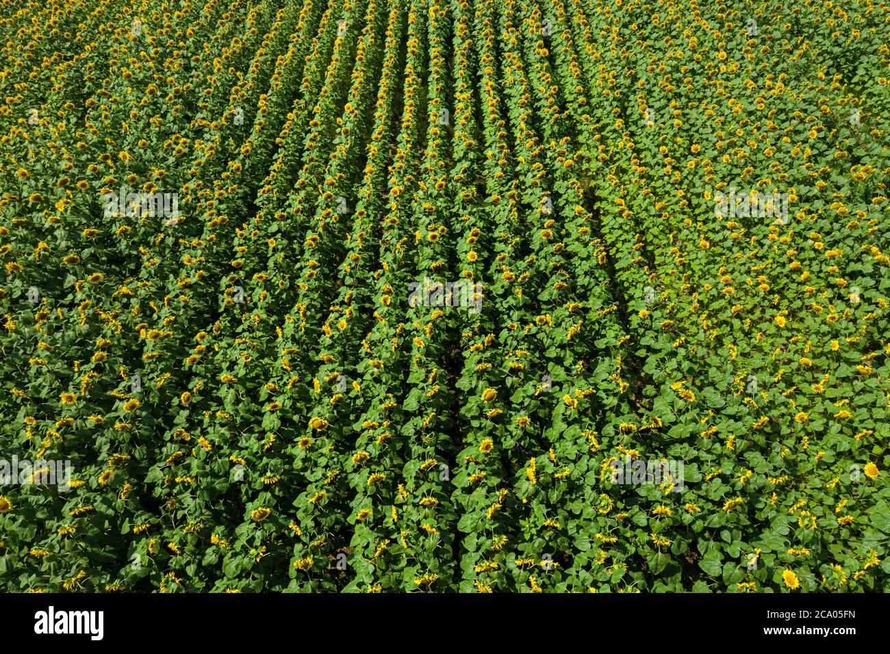 Drohne Ansicht des landwirtschaftlichen Feldes mit Sonnenblumen in Linien gepflanzt. Thema Landwirtschaft Stockfoto