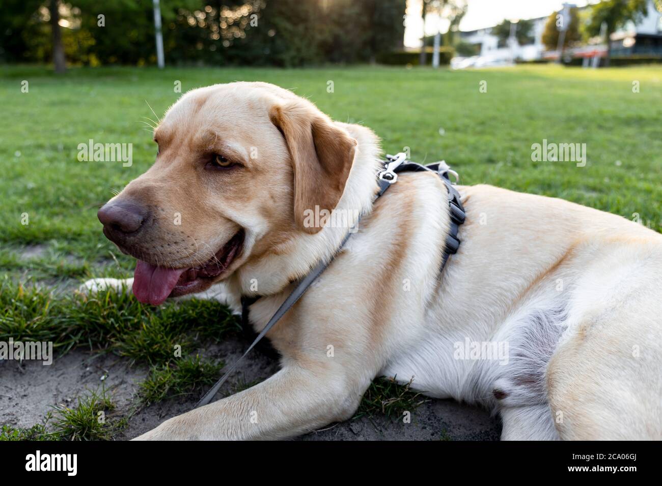 Hundeschild Metallschild – Collage Mit Blondem & Braunem Labrador, DIN A5, Für Garten Oder Haustür