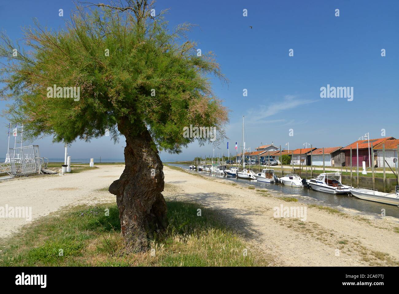 Tamarisk Baum in der Oyster-Landwirtschaft Hafen von Audenge, Gemeinde ist ein am nordöstlichen Ufer der Bucht von Arcachon, in Frankreich Stockfoto