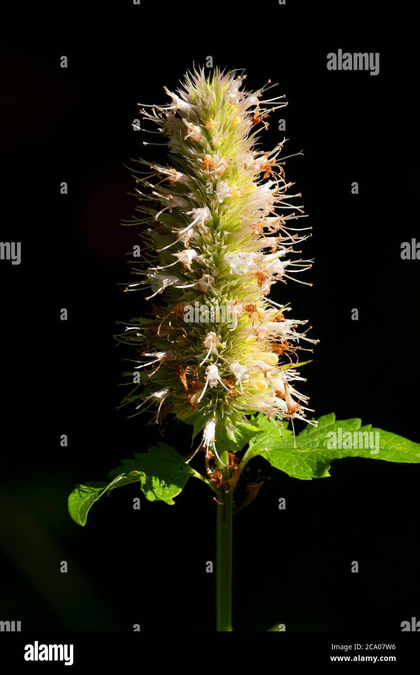 Ysop (Agastache) entlang des Potlatch Canyon Trail, Clearwater National Forest, Idaho Stockfoto