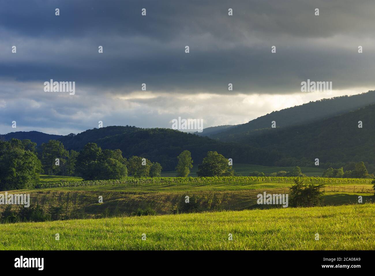 Ein schöner sonniger Nachmittag in einem Weingarten in den Blue Ridge Mountains von Virginia mit Bergen und bunten Wolken im Hintergrund. Stockfoto